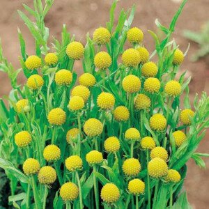 Земляничная трава